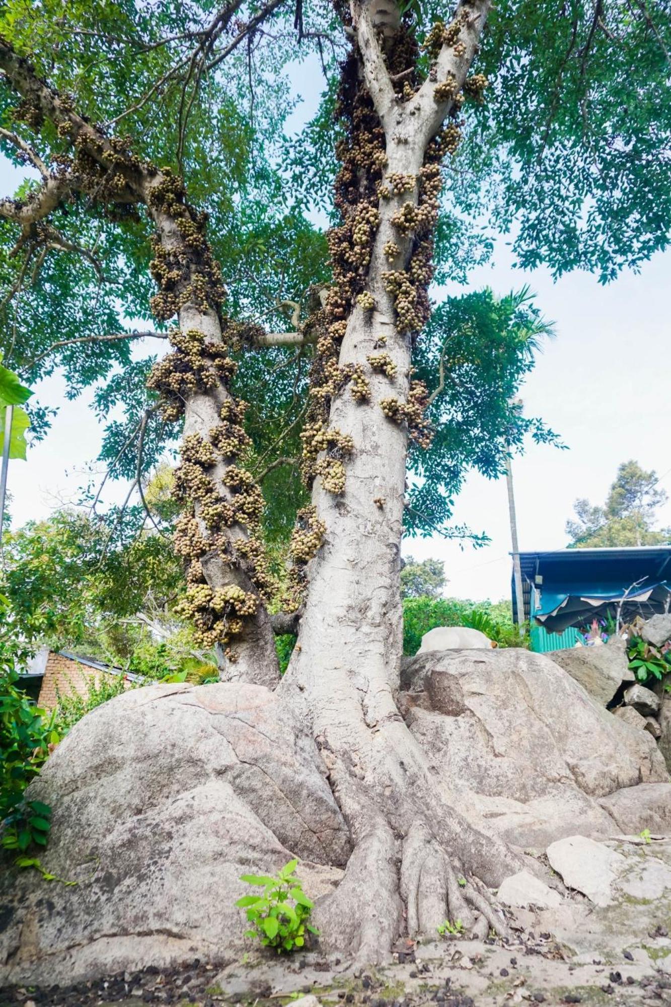 Farm Co Chu Tuan Ha Da Lat Exterior foto