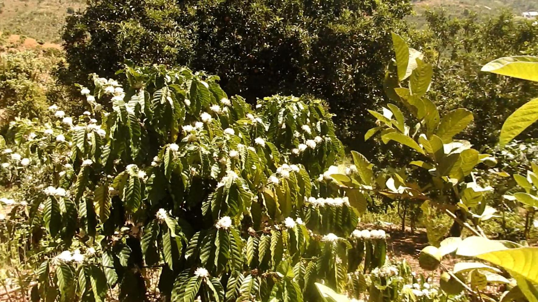 Farm Co Chu Tuan Ha Da Lat Exterior foto